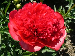 Paeonia Command Performance